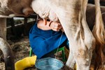 Milk Production: ફક્ત પશુઓને પૌષ્ટિક ખોરાક આપવાથી નથી, પરંતુ આમ પણ વધે છે દૂધ ઉત્પાદન