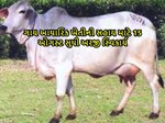 ગાય આધારિક ખેતીની સહાય માટે 15 ઓગસ્ટ સુધી અરજી સ્વિકાર્ય