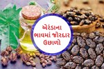 એરંડાનો ભાવ પહોંચ્યો આસમાને, ખેડૂતોમાં બમણી ખુશીનો માહોલ