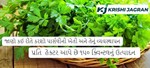 જાણો કઈ રીતે કરશો પાર્સલીની ખેતી અને તેનું વ્યવસ્થાપન, પ્રતિ  હેક્ટર આપે છે ૧૫૦ ક્વિન્ટલનું ઉત્પાદન 