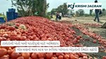 ટામેટાંની ખેતી બની ધરતીપુત્રો માટે અભિશાપ, એક મણનો ભાવ માત્ર ૫૦ રૂપિયા બોલાતા ખેડૂતોની સ્થિતિ કફોડી