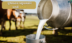 Dairy farm: ઉનાળામાં ઘટશે દૂધ ઉત્પાદન તો મેળવી શકાય સરકાર પાસેથી વળતર