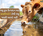 શું તમે પણ પીવડાવો છો પશુઓને તેથી વધુ પાણ? દૂધ ઉત્પાદનમાં ઘટાડા માટે રહેજો તૈયાર