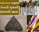 આંબાનો ડૂંખ વેધક / મોરની ડૂંખ કોરી ખાનાર ઈયળની ઓળખ