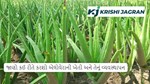 જાણો કઈ રીતે કરશો એલોવેરાની ખેતી અને તેનું વ્યવસ્થાપન