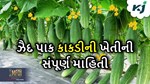 જાણો ઝૈદ પાક કાકડીનું વાવેતર અને તેમાં દેખાતા રોગ જીવાત વિશે