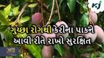 હવામાનમાં ફેરફારના કારણે કેરીના પાકમાં દેખાતા ગુચ્છા રોગથી આવી રીતે મેળવો રાહત