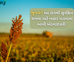 છેલ્લા વર્ષની સરખામણીએ આ વર્ષે જુવારનું બમ્પર ઉત્પાદન,પરંતુ આ રોગ કરી રહ્યો છે પરેશાન 