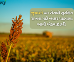 છેલ્લા વર્ષની સરખામણીએ આ વર્ષે જુવારનું બમ્પર ઉત્પાદન,પરંતુ આ રોગ કરી રહ્યો છે પરેશાન