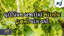 યુરોપિયન બજારોમાં ભારતીય દ્રાક્ષની માંગમાં બે ગણો વધારો 