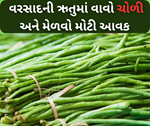 ચોળીની વાવણી કરવા માટે સૌથી શ્રેષ્ઠ સમય છે વરસાદની ઋતુ, મોડુ કરશો તો થશે નુકસાન