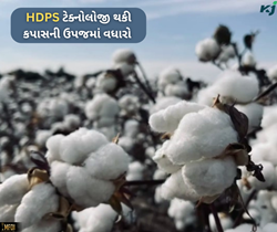 Cotton farming: કપાસની ઉપજમાં HDPS ટેક્નોલોજી થકી થયો 30 ટકાનો વધારો 