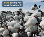 Cotton farming: કપાસની ઉપજમાં HDPS ટેક્નોલોજી થકી થયો 30 ટકાનો વધારો