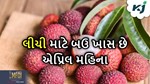 લીચીની ખેતી દેવા આપનારથી બનાવી દેશે કરોડપતિ, પરંતું રાખવી પડે આ બાબતોની કાળજી