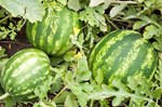 Watermelon : સૌને પ્રિય એવા તરબૂચની ખેતી કરો 3થી 4 મહિનામાં મળશે સારો પાક