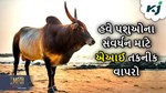 હવે AI તકનીક થકી કરાવો ગાય અને ભેંસનું સંવર્ધન, તેના માટે બળદને આવી રીતે કરો તૈયાર