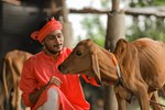 ગાય ઉછેર માટે તને કઈ જાતિ પસંદ કરશો ?