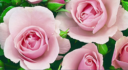 Rose  Cultivation ગુલાબની આ જાતોની કરો ખેતી, સારા ઉત્પાદન સાથે કરાવી આપશે મોટી કમાણી