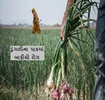 ડુંગળીના પાકમાં આવતો સૌથી ખતરનાક રોગ અને તેને નિવારવાના ઉપાયો