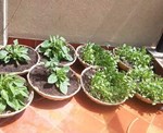 ટેરેસ ગાર્ડન: બાથુઆ સાગ ઉગાડવાની સરળ રીત