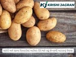 શહેરી અને ગ્રામ્ય વિસ્તારોમાં આડેધડ રીતે થઈ રહ્યું છે નકલી બટાકાનું વેચાણ