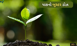 પાકનો બુસ્ટર ડોઝ આપશે આ જૈવિક ખાતર, એ ક્લિકમાં જાણો બનાવવાની રીત
