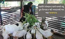 Goat farming: જોઈએ છે વધુ દૂધ ઉત્પાદન તો બકરી ને ખવડાવો આ ત્રણ પ્રકારનું ચારા