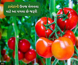 યોગ્ય કાળજી લીધા પછી પણ ટામેટા ની ઉપજ નથી મળતી, તો આ પગલા ભરવાની છે જરૂર