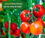 યોગ્ય કાળજી લીધા પછી પણ ટામેટા ની ઉપજ નથી મળતી, તો આ પગલા ભરવાની છે જરૂર