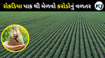  CASH CROP: ખેડૂતભાઈઓ આ રોકડીયા પાકનું વાવેતર કરશે તો મળશે મહેનતનું સંપૂર્ણ વળતર