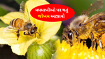 Pesticides મધમાખીઓ પર સર્જાય છે જોખમ