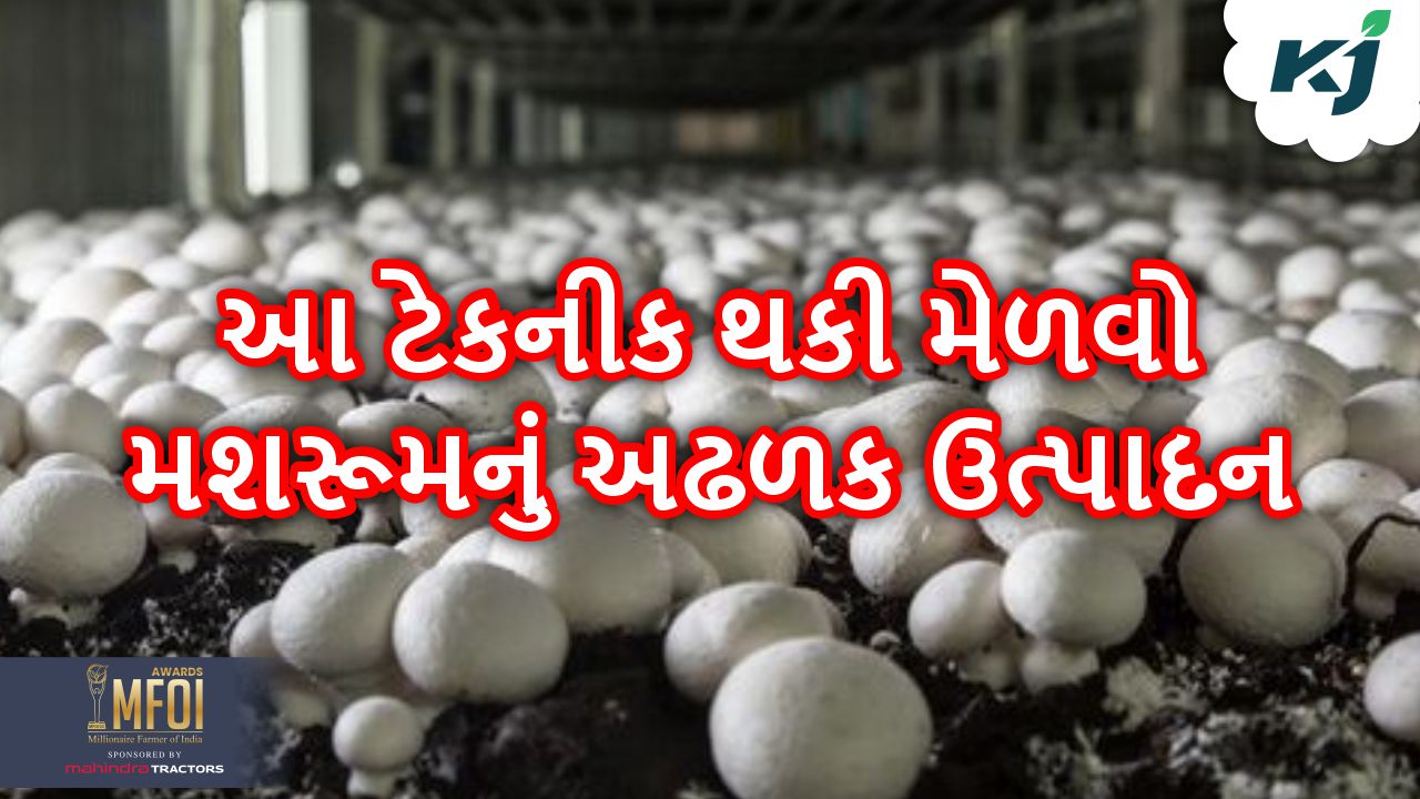Mushroom Farming: આ ત્રણ ટેકનીકથી કરો મશરૂમની ખેતી થશે મોટી આવક