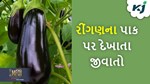 Eggplant Farming: રીંગણની જીવાતો અને તેનું સંકલિત વ્યવસ્થાપન