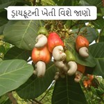 ઘરના ગાર્ડન માં જ ઉગાડો કાજુ-બદામ સહિત ઘણા ડ્રાય ફ્રૂટ્સ આ છે સાચી રીત 