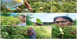 ફળો, શાકભાજી, ઔષધીય છોડ અને જડીબુટ્ટીઓની સરળ અને સસ્તી ઍક્સેસ પ્રદાન કરવા માટે પોષણ વાટિકસ અથવા પોષક બગીચાઓ દેશભરમાં સ્થાપિત કરવામાં આવી રહ્યા છે