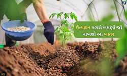 મસ્ટર્ડ અને પીનેટ કેકનો આમ કરો ખાતર તરીકે ઉપયોગ અને મેળવો મોટા પાયે ઉતારો