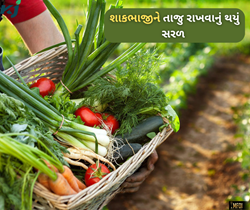 હવે ફ્રીજના અભાવમાં નહીં થાય શાકભાજીનું બગાડ, વૈજ્ઞાનિકોએ વિકસાવ્યું હર્બલ સ્પ્રે 