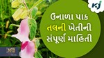 Sesame Farming: ખરીફ પાક તલની ખેતીમાં દેખાતા રોગ-જીવાત તેમ જ તેના ઉપર નિયંત્રણ