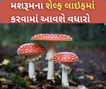મશરૂમના ઉત્પાદનમાં ભારત બનશે વિશ્વમાં નંબર વન, વધારવામાં આવશે શેલ્ફ લાઇફ