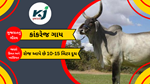 Kankrej Cow: કાંકરેજ ગાય ગુજરાતનું ગૌરવ, રોજ આપે છે 10-15 લિટર દૂધ, જાણો કિંમત અને ખાસિયત