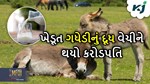 ગધેડીનું દૂધ વેચીને પાટણના ખેડૂત થયો કરોડપતિ, દર મહીને કરે છે લાખોની કમાણી