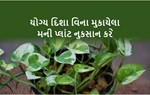 દુઃખ-તકલીફનું કારણ શું તમારા મની પ્લાંટ તો નથીને! વાસ્તુ મુજબ મની પ્લાંટ માટે યોગ્ય દિશા, યોગ્ય સ્થળ જાણો