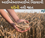વાવેતર પહેલા ઘઉંની નવી જાત કરવામાં આવી લોન્ચ, દરેક પરિસ્થિતિમાં આપે છે વધુ ઉપજ