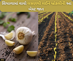 લસણથી લઈને બ્રોકલી સુધી આ છે દરેક શાકભાજીની બેસ્ટ જાત, જો આપશે અઢળક ઉત્પાદન 