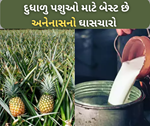 દુધાળા પુશુઓ માટે વરદાન છે અનનાસના ચારા, વૈજ્ઞાનિકોએ શોધી કાઢી તેની શેલ્ફ લાઇફ વઘારવાની રીત