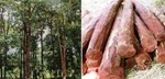 Expensive Wood :કરોડોમાં વેચાય છે આ અમૂલ્ય લાકડું, દરેક વ્યક્તિ નથી ઉગાડી શકતા તેનું ઝાડ