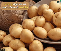 ગુજરાતની આ કંપની સાથે જોડાઈને બટાકાના 6 હજારથી પણ વધુ ખેડૂતો થયા લખપતિ