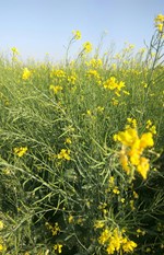 રાઇની વૈજ્ઞાનિક પદ્ધતિથી ખેતી કેવી રીતે કરવી ? જાણો આ લેખમાં 