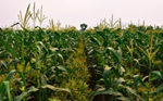 મકાઇ માં આંતર પાક પધ્ધતિ (Mix Farming) દ્વારા વધુ કમાણી