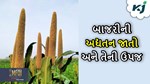 Millets Farming: બાજરની સુધરાયેલી જાતોથી લઈને તેની ખેતી અને લણણી સુધીની તમામ માહિતી જાણો ફક્ત એક ક્લિકમાં
